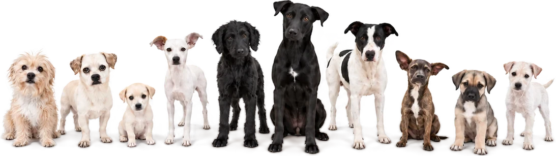 Ten rescued dogs standing together in a line.
