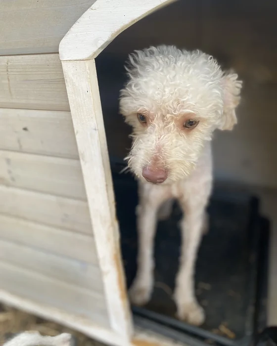 A shaggy white dog stands in the doorway of a wooden kennel box.