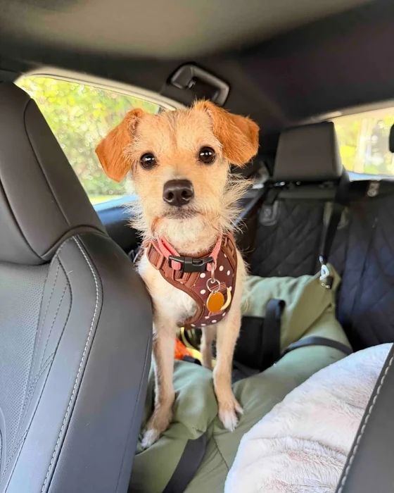A terrier mix in a harness sits upright on a car seat.