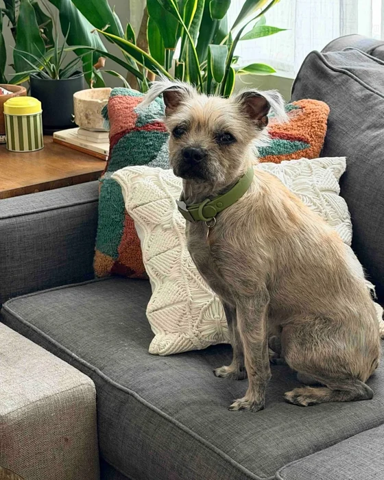 A short coated tan dog sits on a grey sofa between cushions.