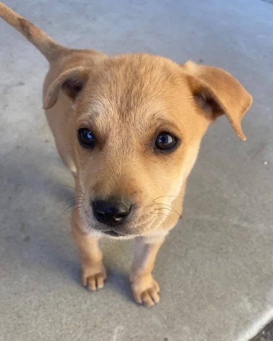 A tan puppy on a concrete patio looking straight up.