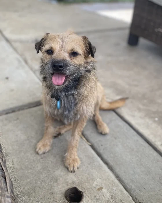 A scruffy tan terrier stands on a wooden deck.