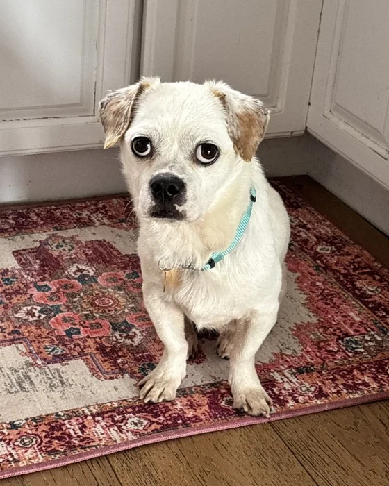 A small white dog sits on a red patterned rug beside a panelled door.