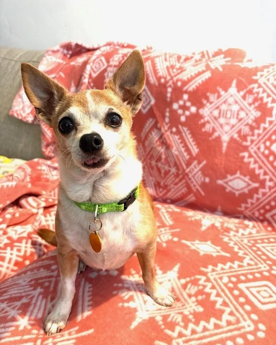 A tan and white chihuahua sits on a red patterned blanket.