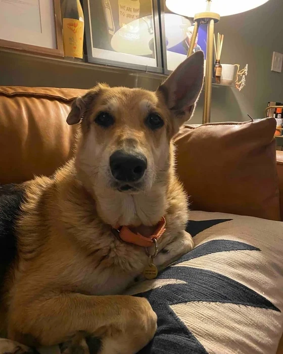 A shepherd mix lies on a striped cushion on a leather sofa.
