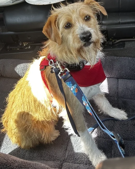 A wiry cream dog in a bandana sits on a dark sofa in sunlight.