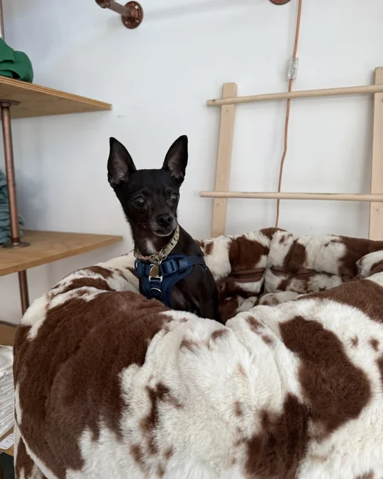 A black dog stands on a patterned bed beside a wooden shelf.