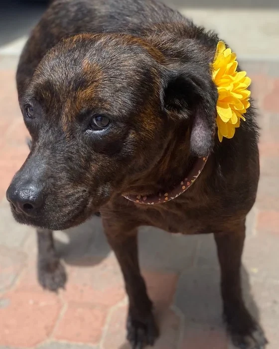 A brindle dog with a fabric flower on its collar stands on a brick patio.