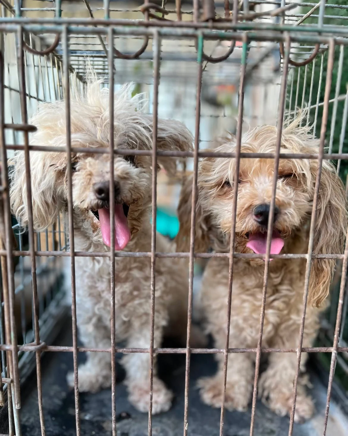 Two matted cream poodles sit behind the wire door of a crate.