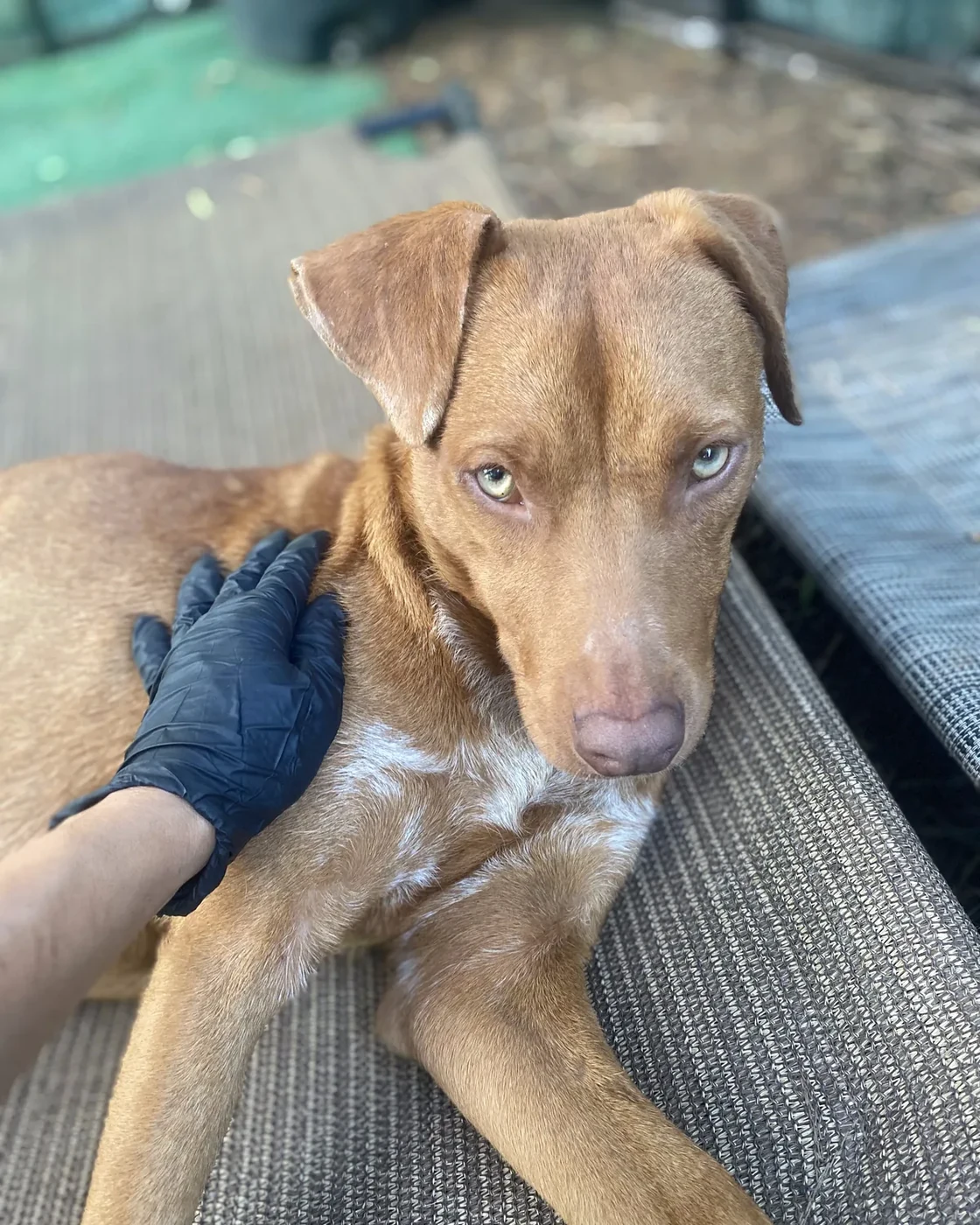 A thin dog lies on a mat while a gloved hand steadies its shoulder.
