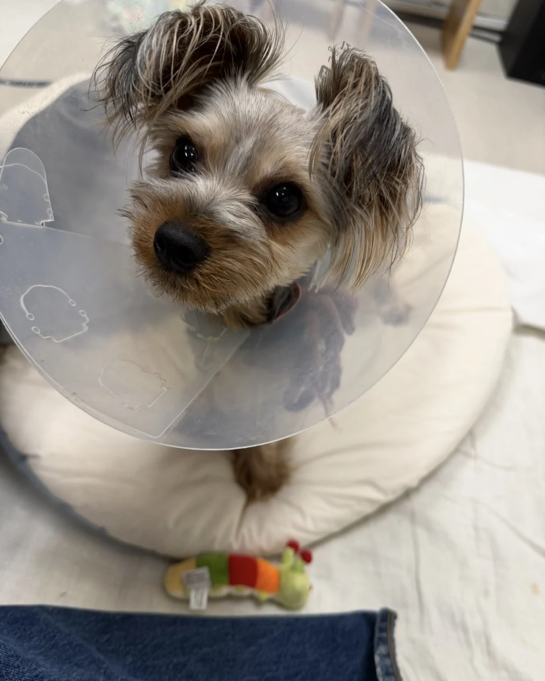 A small terrier in a clear recovery cone stands on a round cushion.