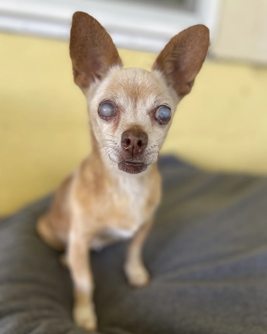 A senior chihuahua with clouded eyes sits upright on a soft bed against a yellow wall.