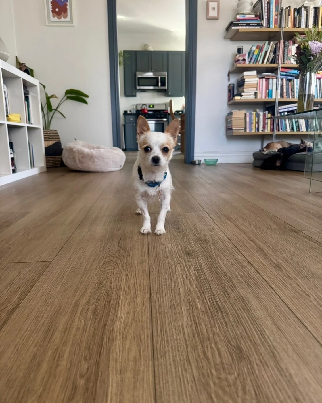 A small dog stands on a wooden floor in a living room, bookshelves behind.