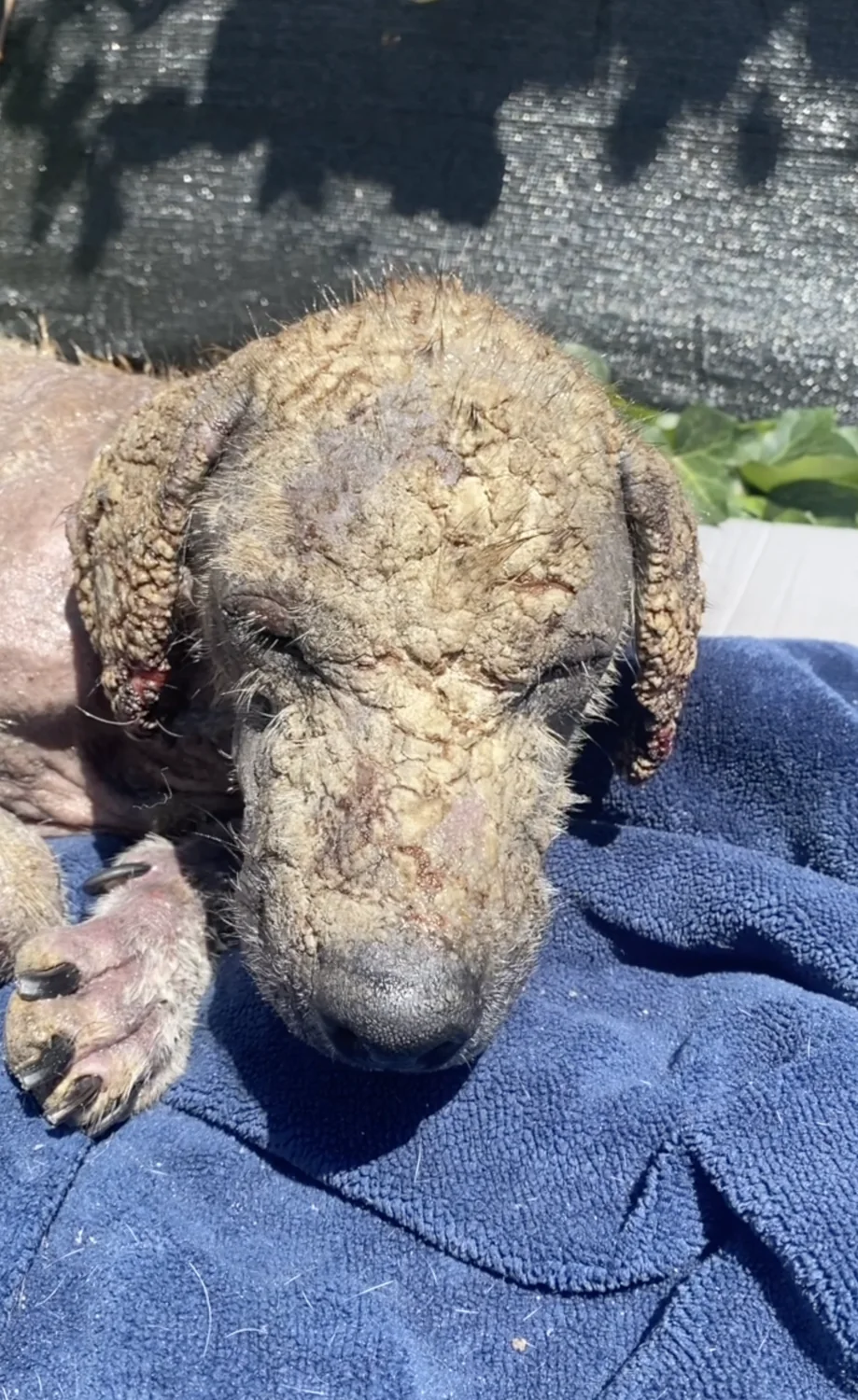 A nearly hairless dog with thick crusted skin rests on a folded blue towel.