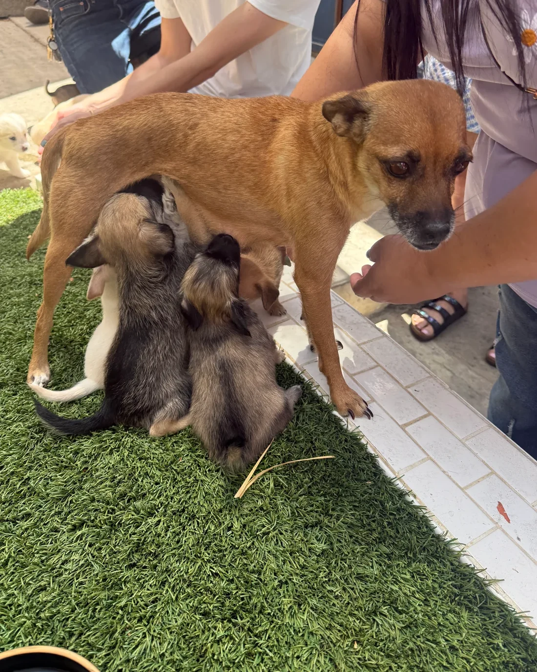 A thin tan dog stands on turf while three puppies nurse.