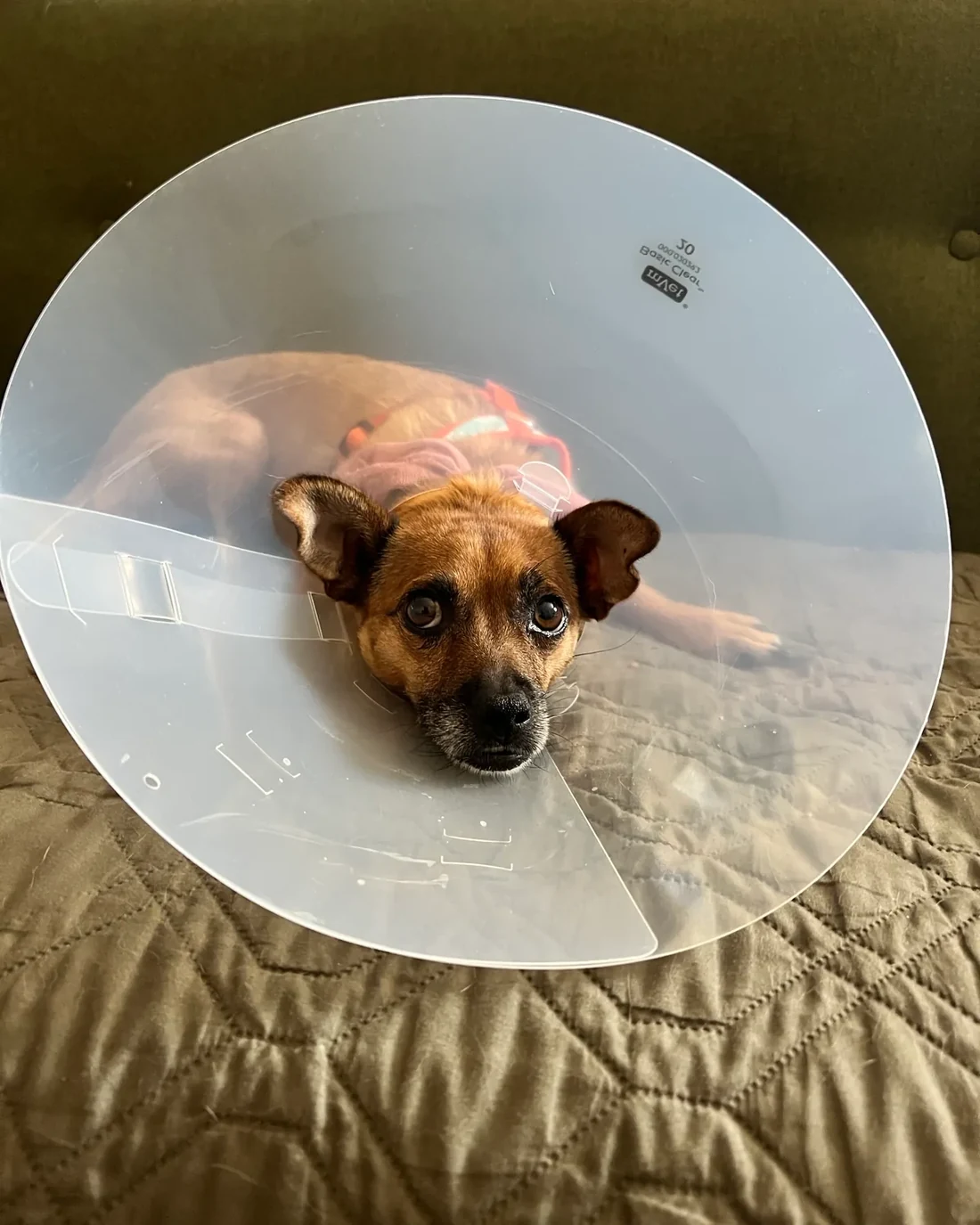 A tan dog rests on a green quilt wearing a clear recovery cone.