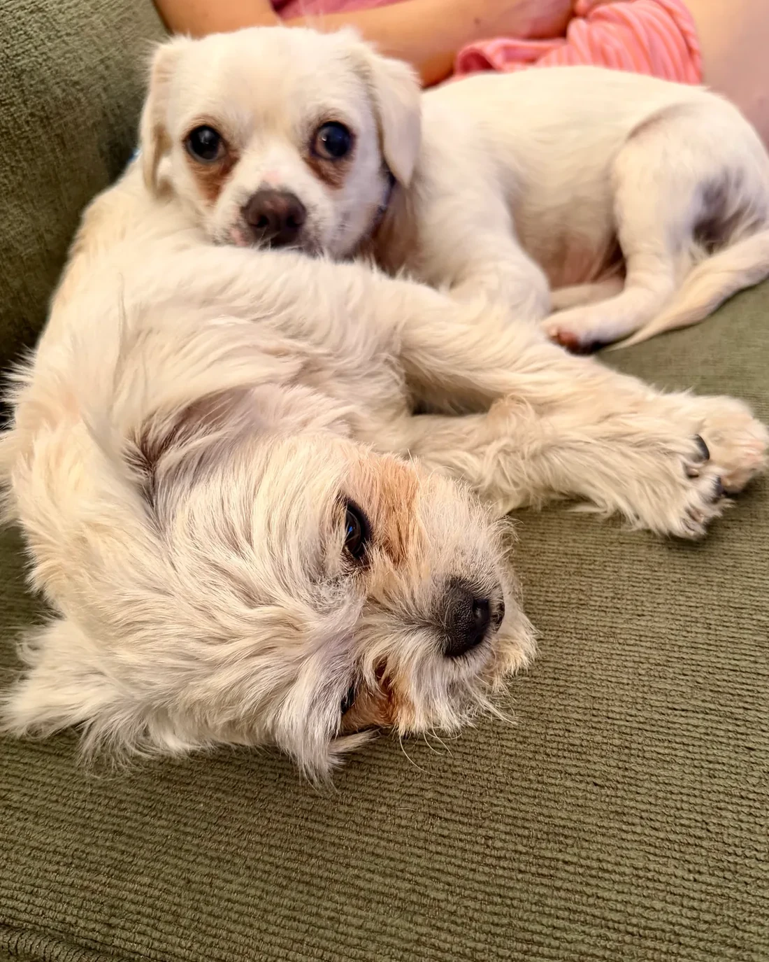 Three light-coated small dogs lie together on a sofa.